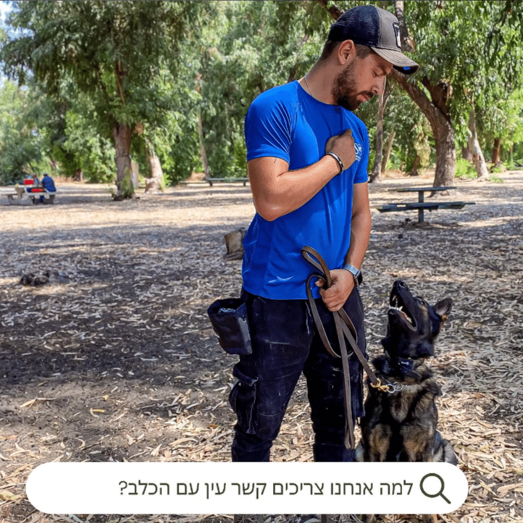 הפנסיון שבו כל כלב הוא מלך: גישה חדשנית לאילוף