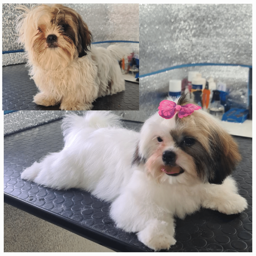 טיפוח יוצא דופן: הסוד במספרת FRESH-DOG לכלבים וחתולים